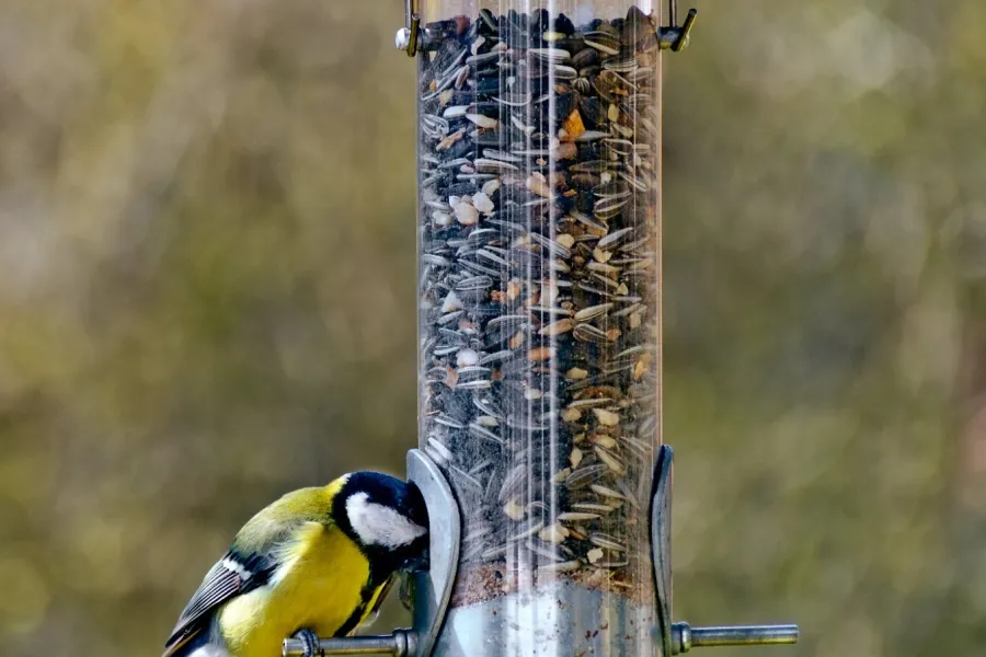 bird at feeder