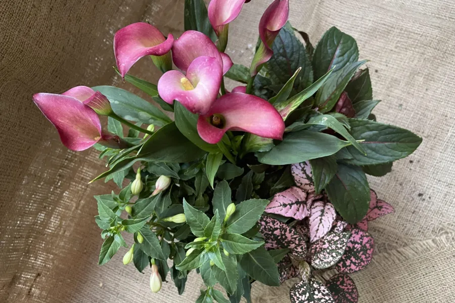 a close up of a flower pot