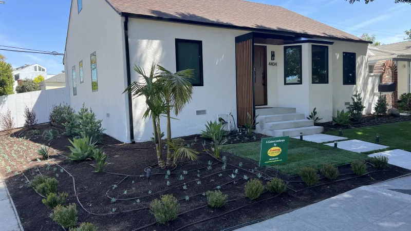 Bungalow front lawn replacement project framing a king palm