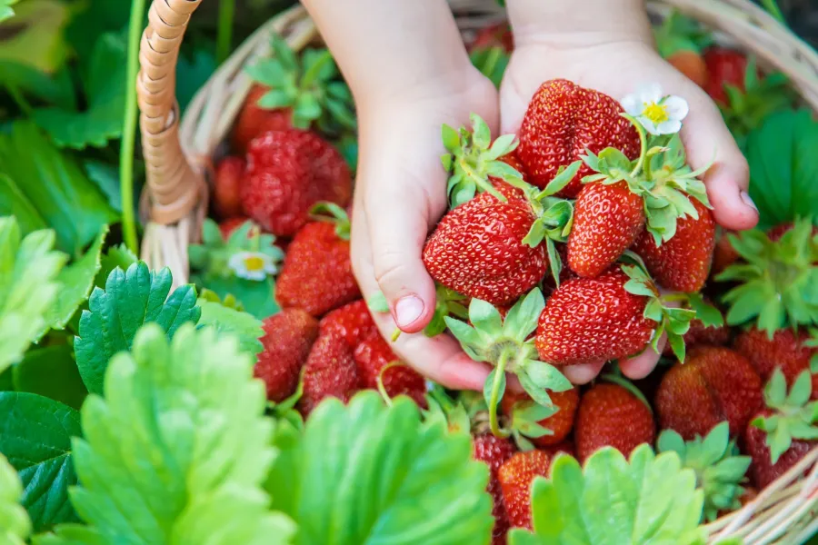 hands holding fresh strawberries