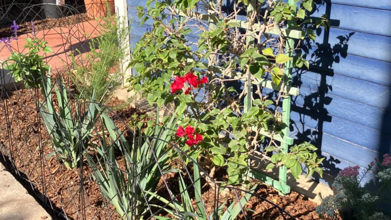 A trellis softens the wall and adds color to this flower bed.