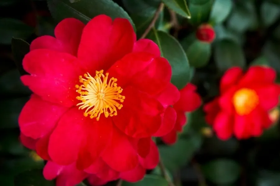 red camellias