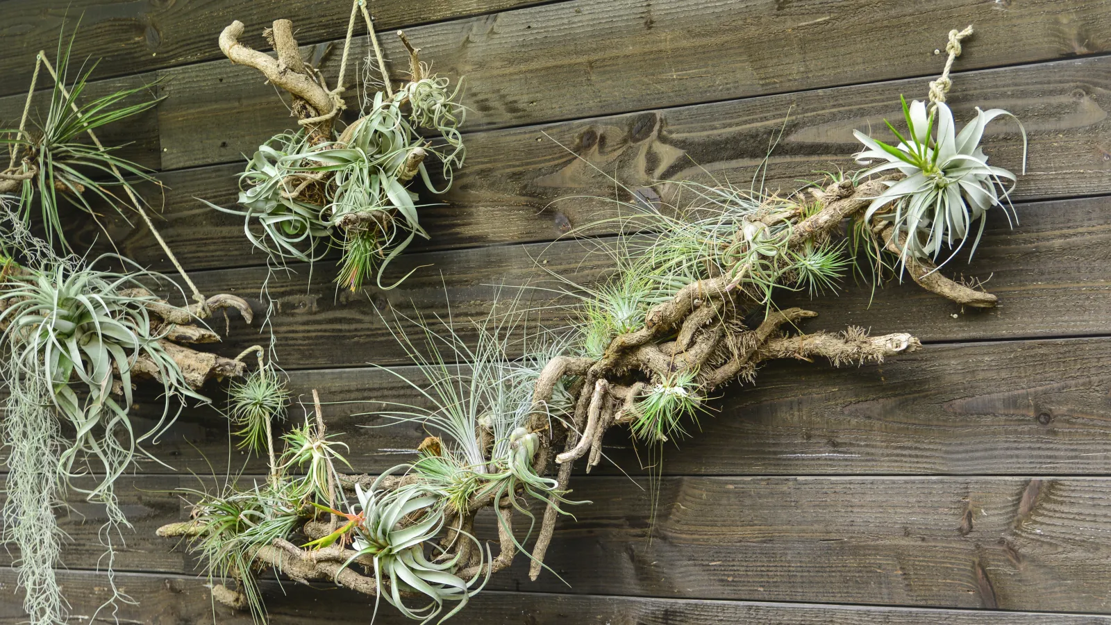 tillandsia on a branch for indoor decor