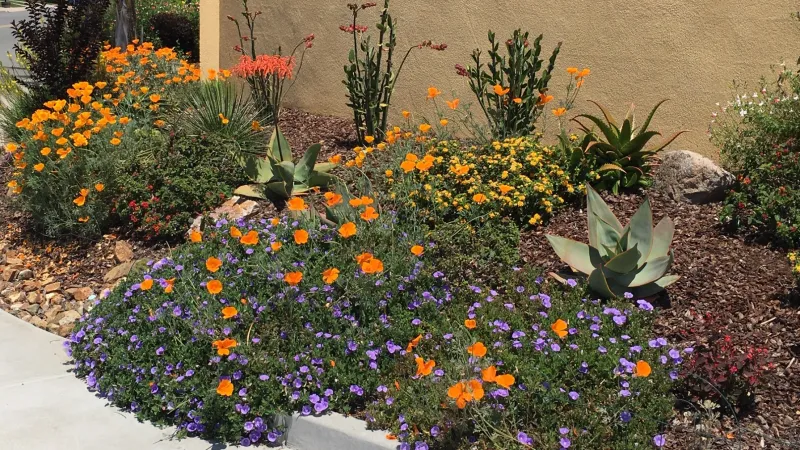 Drought tolerant corner with orange and yellow blooms.