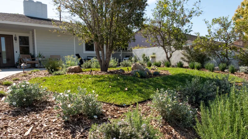 Vibrant green garden with diverse plants and mulch, enhancing outdoor aesthetics and landscaping design.