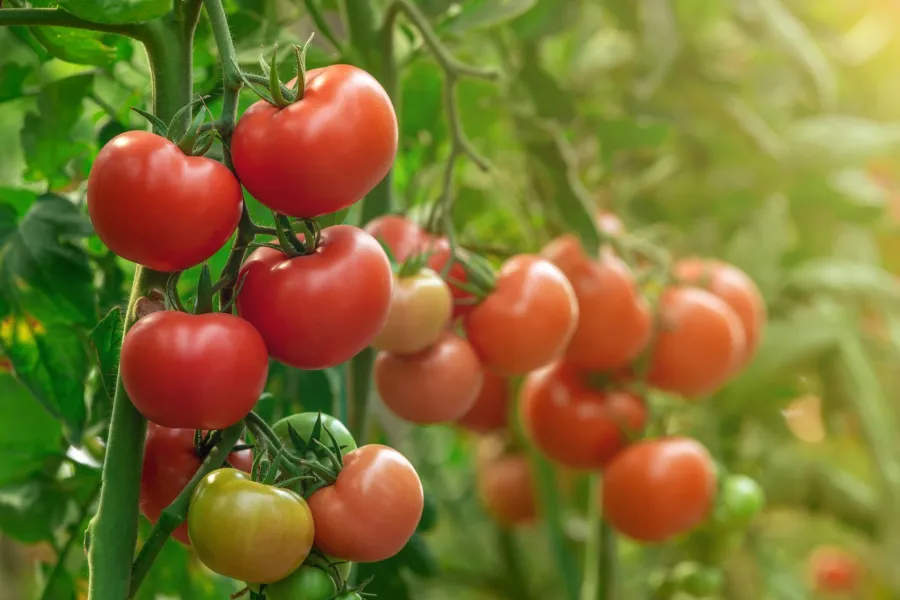 tomatoes growing on vine