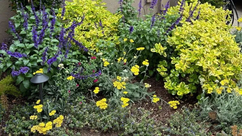 A colorful plant palette of yellows and blues