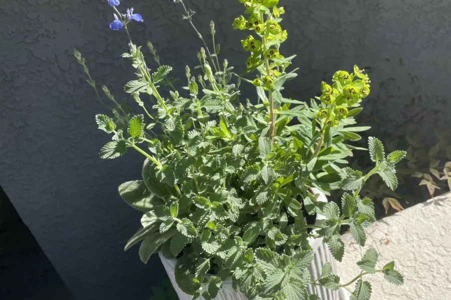 a close up of a flower pot