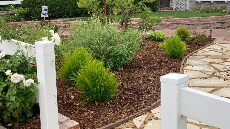 Iceberg roses, salvia and an arbutus marina (strawberry tree) highlight this design