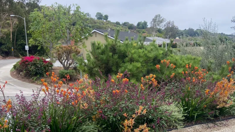 Prolific blooming Anigozanthos line this DG pathway