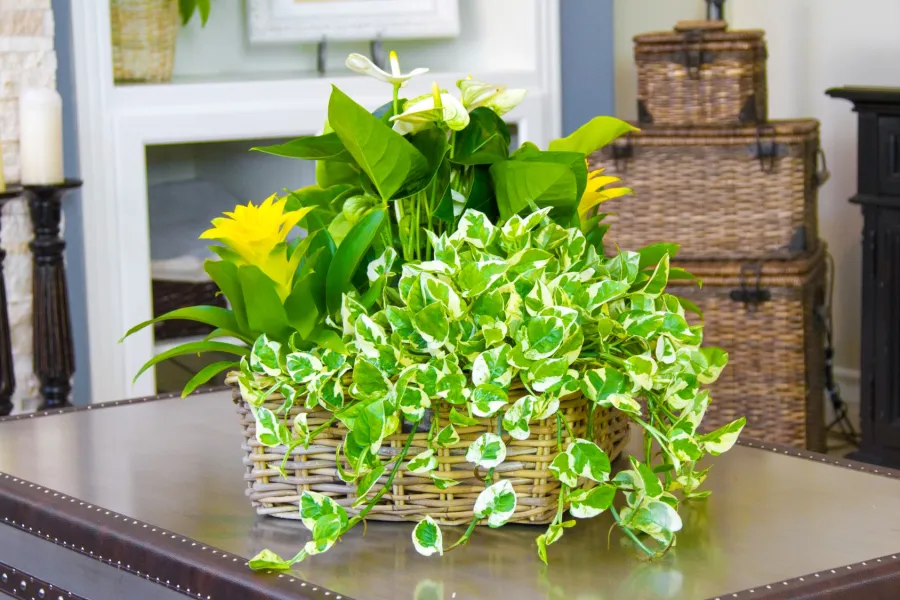 houseplant in home