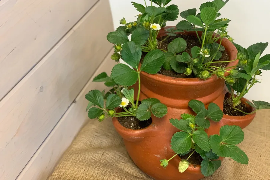 a vase of flowers on a plant