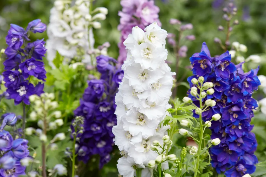 delphinium