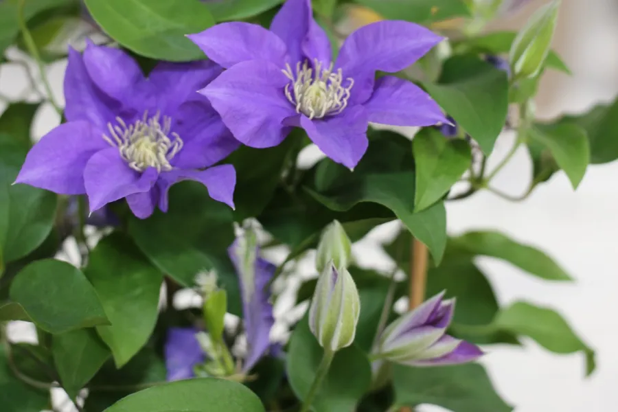 a group of purple flowers