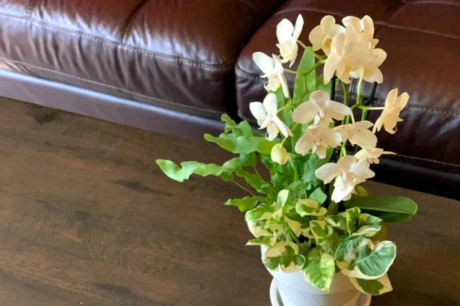 a living room with furniture and pot of flowers on a table
