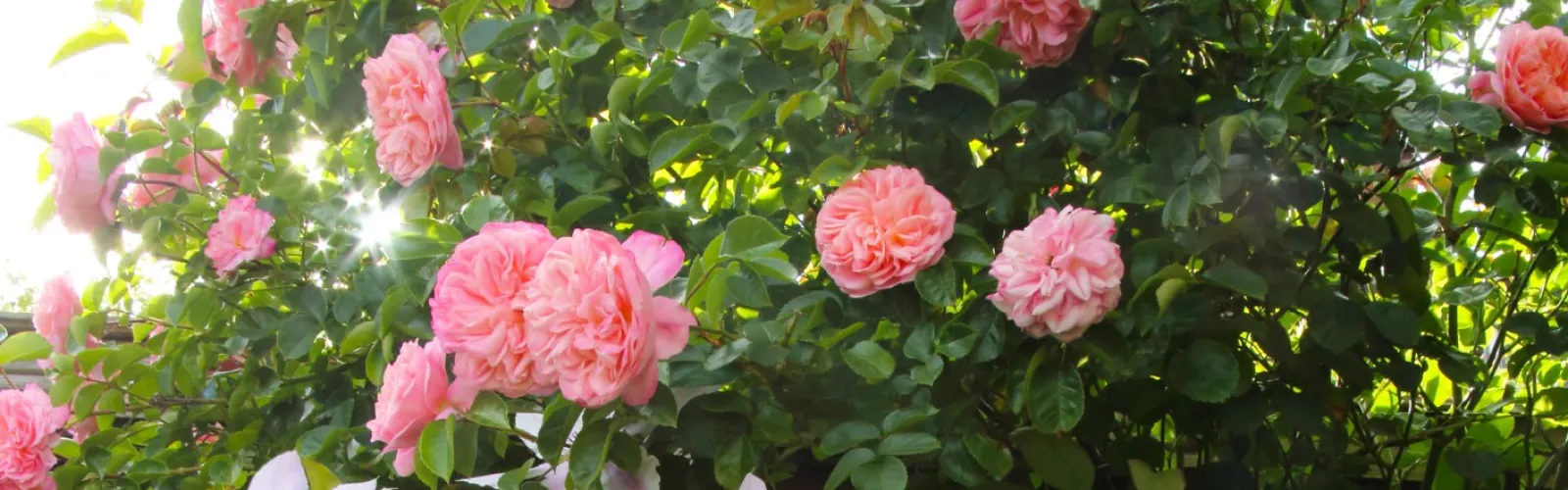 a tree with pink flowers