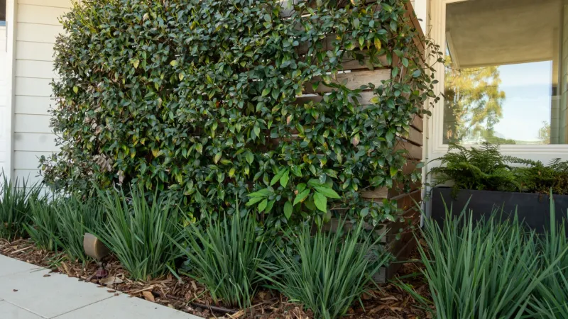 Lush green plants and bushes enhance a modern home's exterior landscape design.