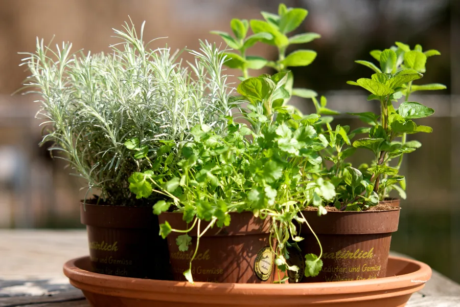 assorted herb plants