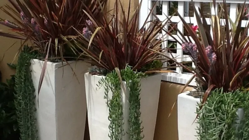 Modern container garden design