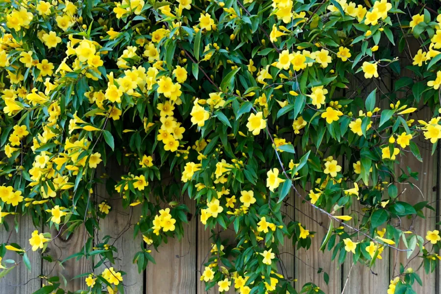 carolina jessamine