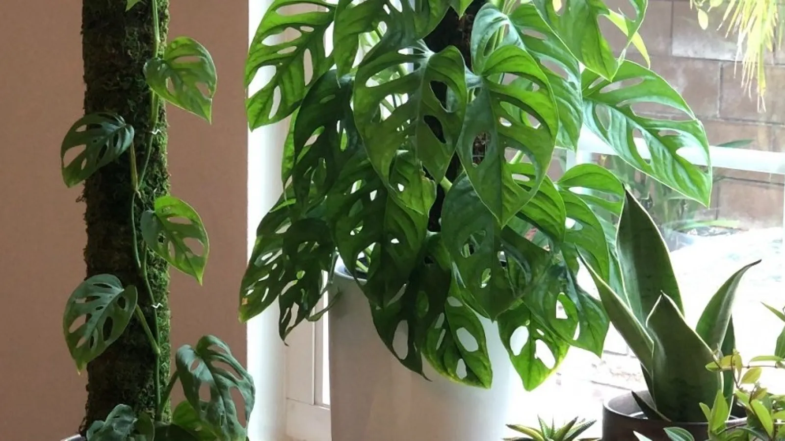 climbing houseplant on moss pole