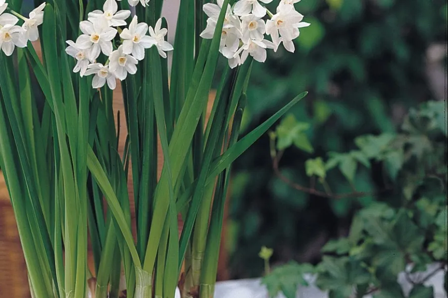 a potted plant with white flowers