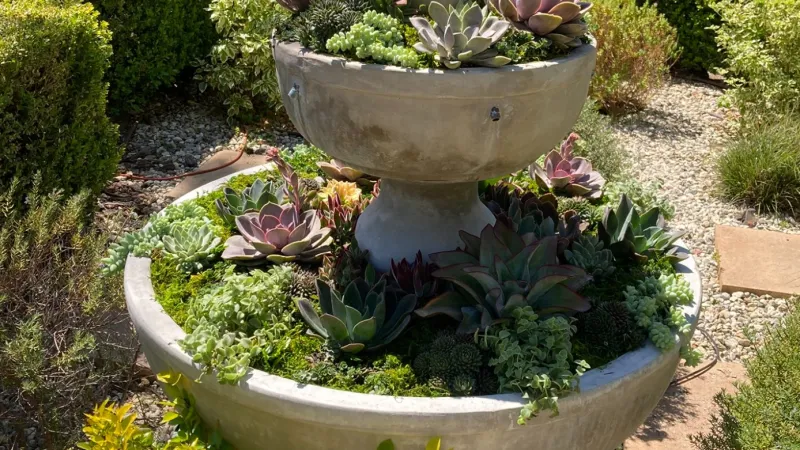 A tiered concrete fountain adorned with vibrant succulents and surrounded by colorful foliage and blooming flowers.