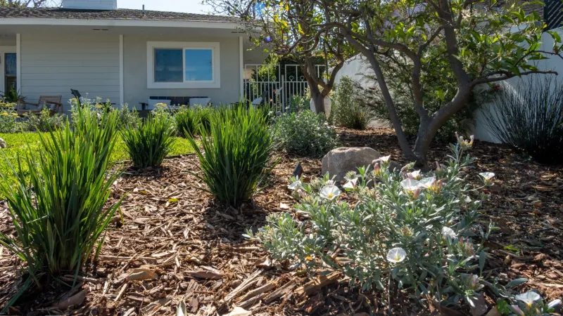 A garden scene featuring plants and flowers among wood mulch and a suburban home.