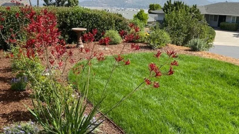 Deep red Anigozanthos add color to a lush lawn area