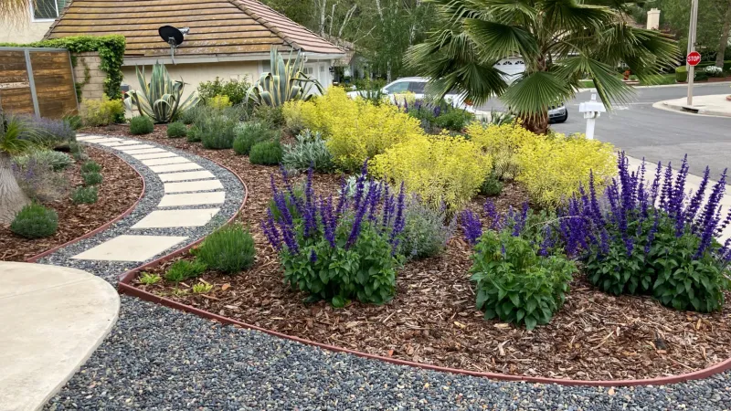 Curved garden bed with purple flowers, yellow bushes, and succulents next to a paved walkway and residential street.