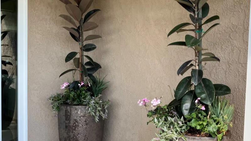A pair of stately ficus elastica plants provide a dramatic addition to this patio area.  