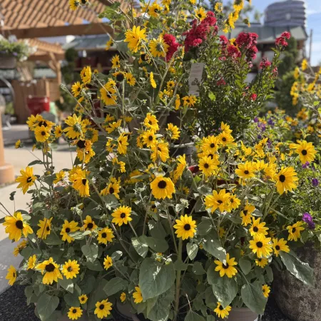 Bright yellow sunflowers and red blossoms in brown pots at a garden center on a sunny day.