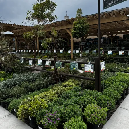 Outdoor garden center displaying a variety of low shrubs and potted plants under a wooden pergola on a cloudy day