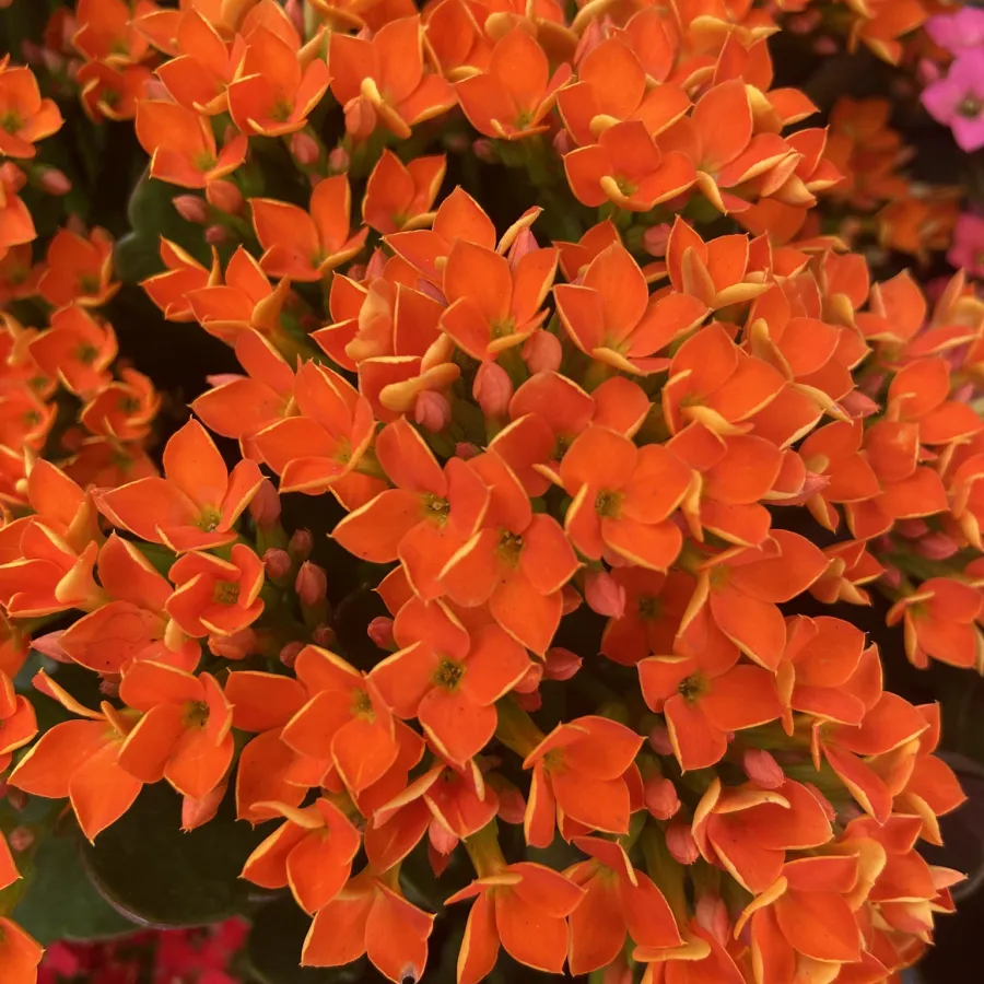 Close-up of vibrant orange Kalanchoe flowers with small petals clustered densely together in bloom.