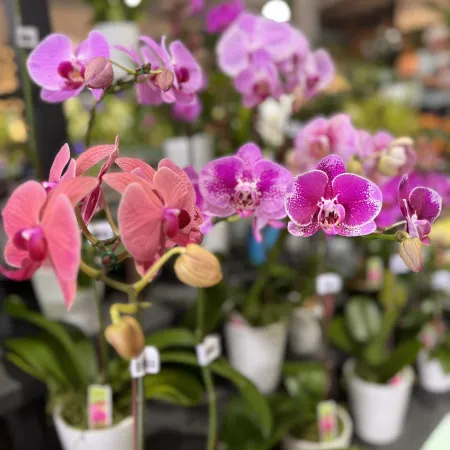 Vibrant pink and purple orchids in white pots displayed in a greenhouse or plant shop with blurred background.