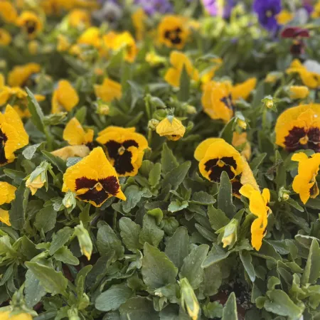 Close-up of yellow pansy flowers with dark centers and green leaves in a garden bed with blurred purple flowers in background.