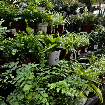 Various green houseplants including ferns and spider plants displayed on shelves in a garden center.