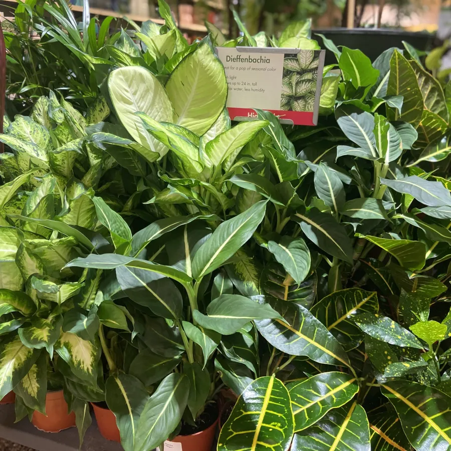 Various potted tropical houseplants with vibrant green leaves displayed in a market setting.