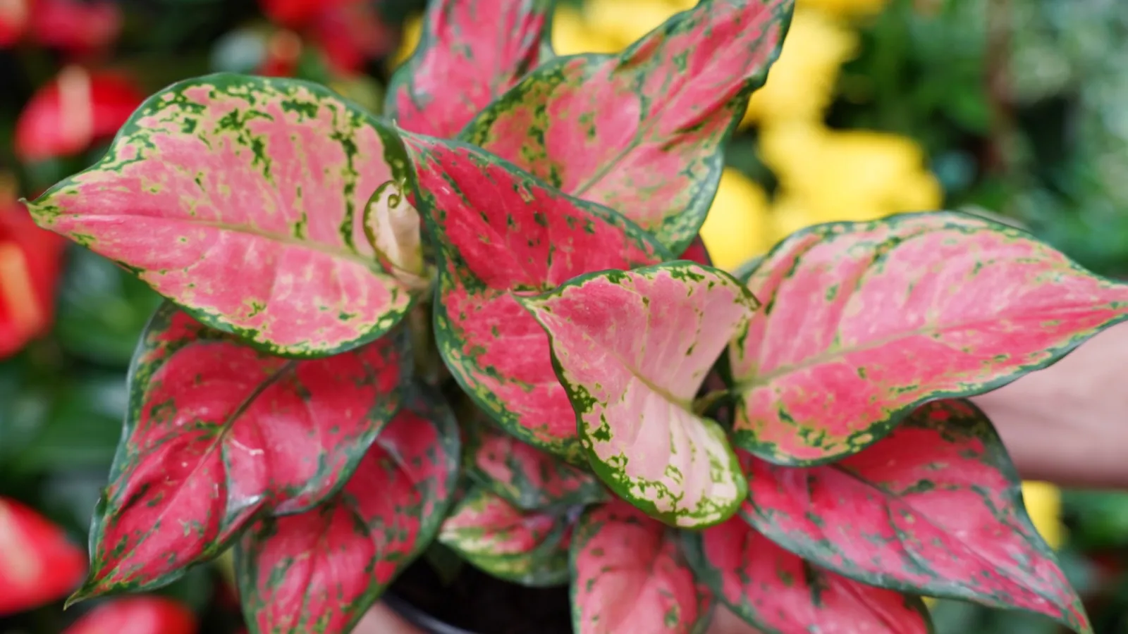 Hands holding a vibrant pink and green variegated plant with blurred colorful flowers in the background