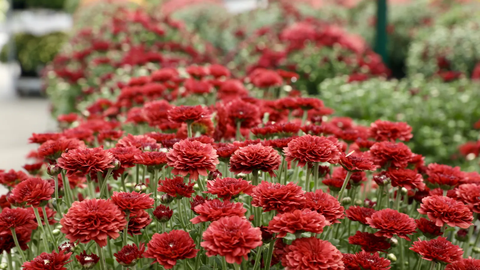 Field of vibrant red chrysanthemums in full bloom with green leaves and blurred background in daylight.