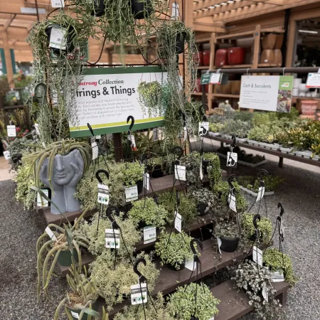Hanging baskets of assorted succulent and trailing plants displayed on wooden shelves in a nursery greenhouse.