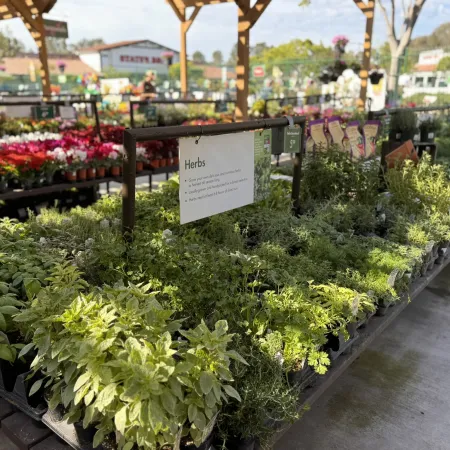 Outdoor market stall with various potted herbs on display under a wooden canopy on a sunny day.