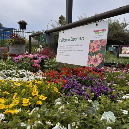 Display of colorful California Bloomers flowers including yellow, purple, red, pink, and white varieties in garden center.