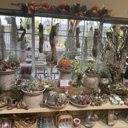 Indoor display of air plants, driftwood, and decorative pots arranged on shelves and hanging by a window with autumn decor.