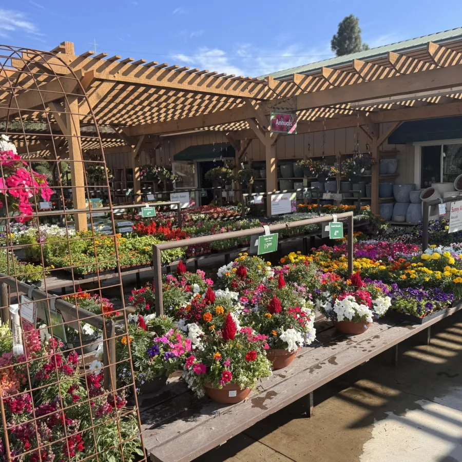 Outdoor nursery with vibrant potted flowers under wooden pergola on sunny day