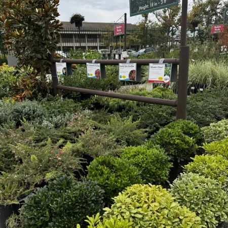 Variety of low shrubs with green foliage displayed for sale under a sign indicating height 18 inches to 3 feet.