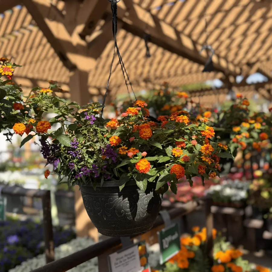 Hanging pots with vibrant orange and purple flowers under wooden pergola at garden center nursery.