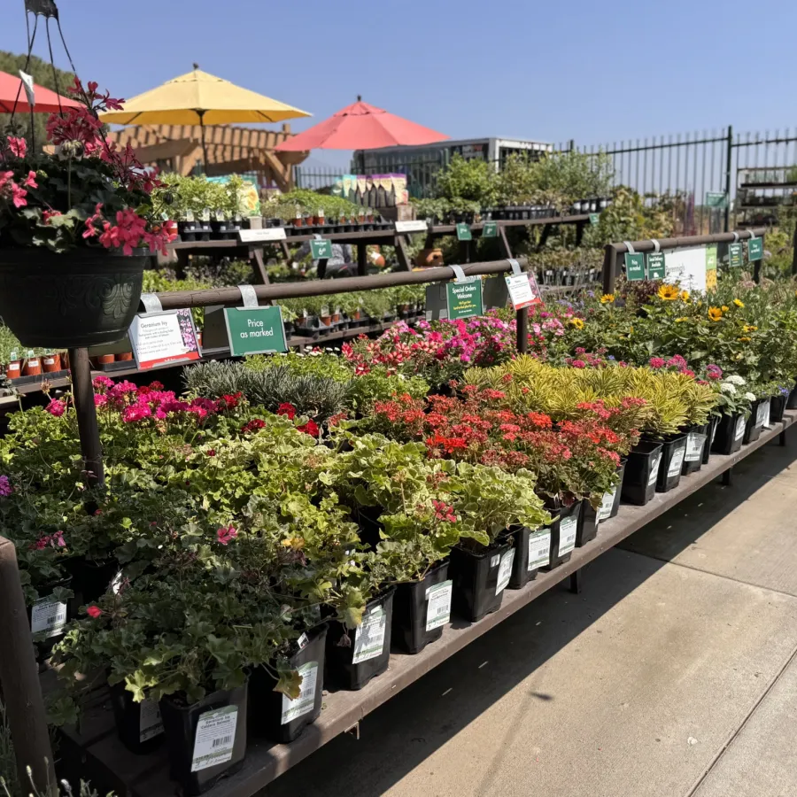 Outdoor nursery with rows of colorful potted flowers under bright umbrellas on a sunny day