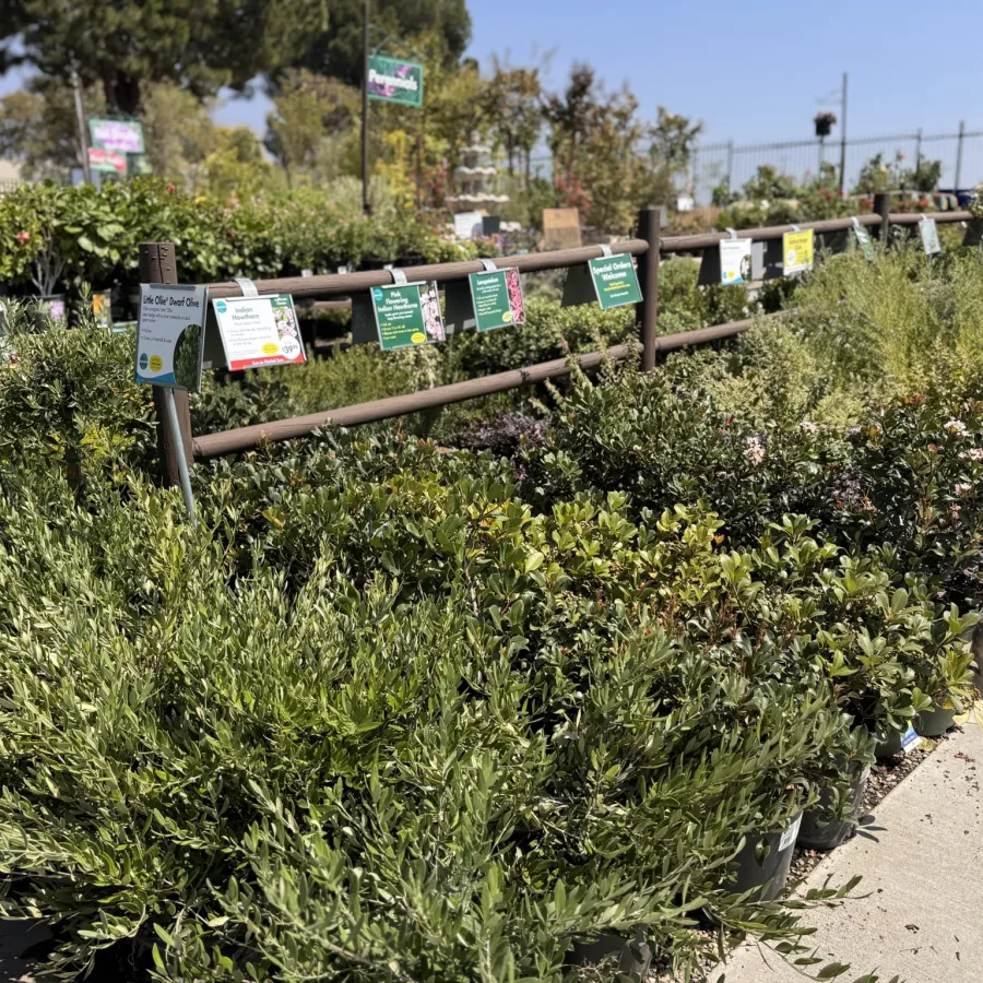 Outdoor garden center display with various green potted plants and informational signs under bright sunlight.