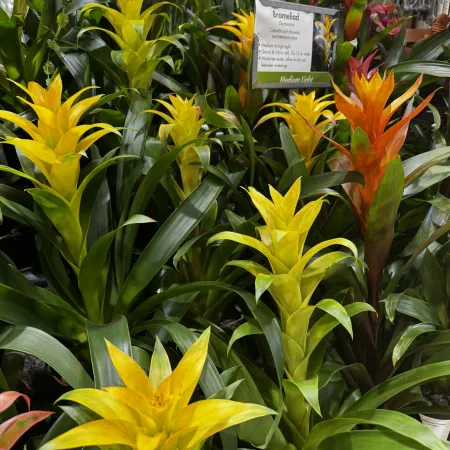 Vibrant yellow and orange bromeliad plants with green leaves in medium light displayed in pots outdoors.